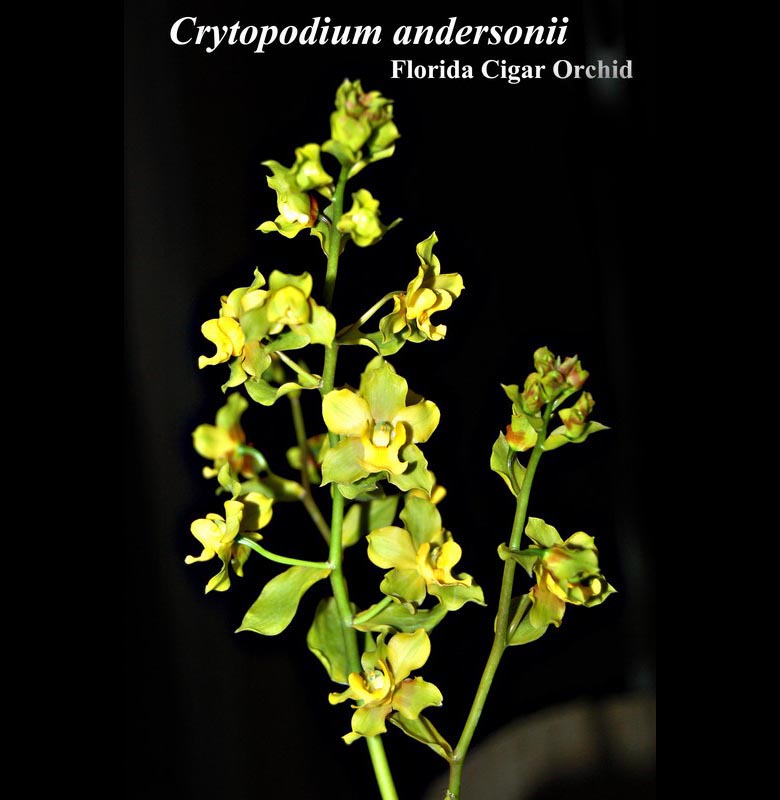 Crytopodium andersoni 4\" pot in bloom